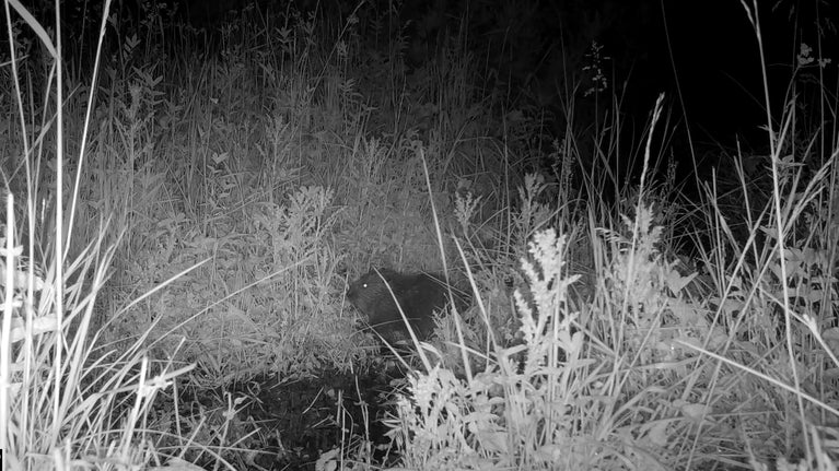 A beaver kit sits amongst vegetation, the photographer was taken at night using a trail camera